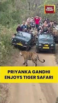 Priyanka Gandhi Spotted on Thrilling Tiger Safari at Ranthambore National Park