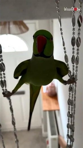 Bird Balancing Act: Parrot Finds a Wobbly Perch in Curtain Strings || WooGlobe