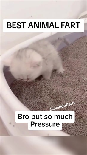 Hilarious Animal Fart Compilation