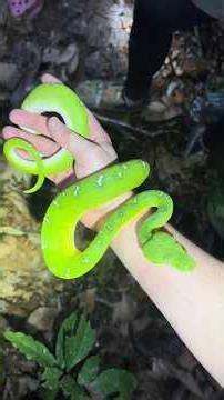 I found an emerald tree boa! #snake#reptiles#Jungle#rainforest#animals#wildlife#nature#shorts#travel