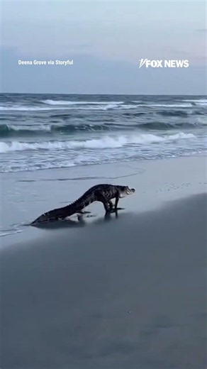 SEE IT: Massive alligator strolling along South Carolina beach #alligator #shorts #beach