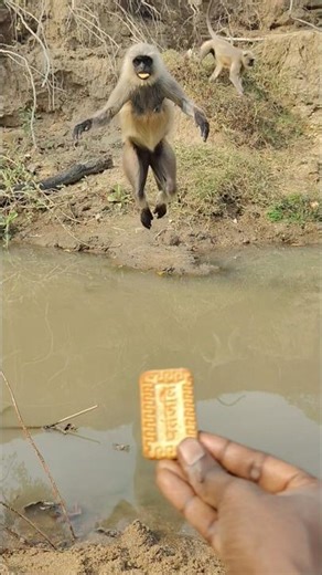 Langur Jumps Over the River to Grab Biscuit