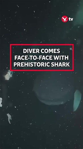Encounter with Rare Megamouth Shark by British Diver