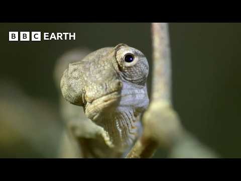 A Chameleon's Race Against Time | Madagascar | BBC Earth