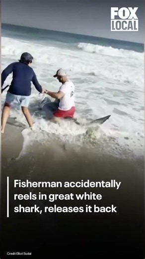 Fisherman catches great white shark