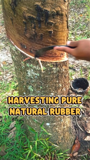 . Natural Rubber Tree – Fresh Latex Harvest
