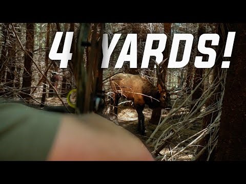 The Elk Hunt of Our Dreams (Bowhunting Roosevelt Elk)