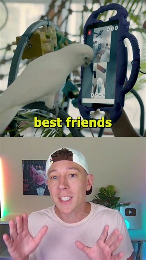 The Parrot Speed Dating Experiment