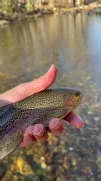 A TROUT NADO WARNING has been issued by me