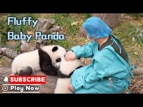 Cuteness Overload! So Envious Of The Panda Keepers | iPanda