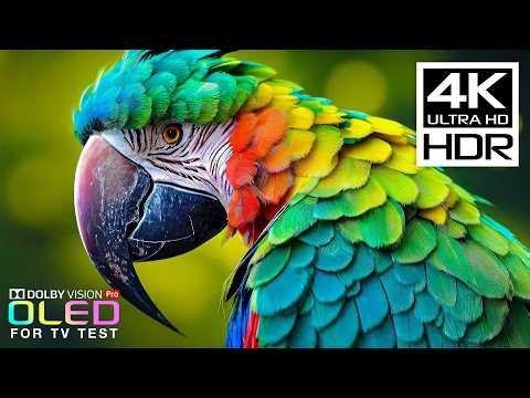 Incredible OLED DEMO FOR TEST | 4K HDR 60FPS Dolby Vision (4K Video TV)