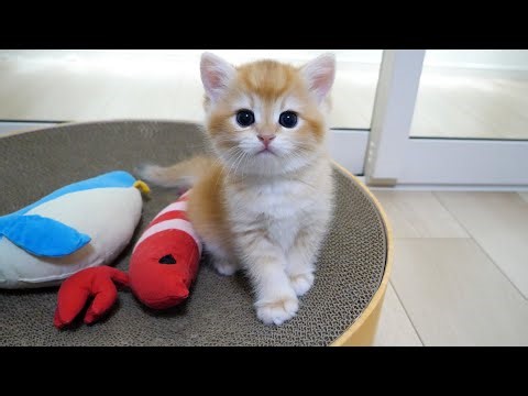 Cute kitten looking satisfied as it monopolizes the scratching post bed...