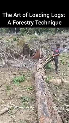 The Art of Loading Logs: A Forestry Technique, the practiced skill of forestry workers is on full display. Set within a rugged logging area, each massive log serves as a testament to their expertise. Utilizing a crane and a network of ropes with deft coordination, the team carefully maneuvers the timber into the truck bed, transforming a potentially hazardous task into a ballet of precision and control. This process highlights not only the individual dexterity required but also the essential tea