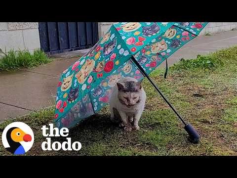 Cat Had Been Living With A Bone Stuck In His Mouth | The Dodo