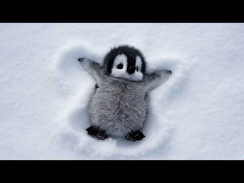 Cute Baby Animal Video That Will Brighten Your Day 🌞🤣 New Funniest ANIMALS Video