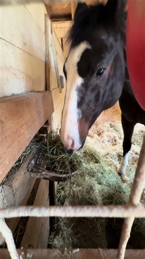 I Love My Job: Funny Horse Video with Ken Hayden