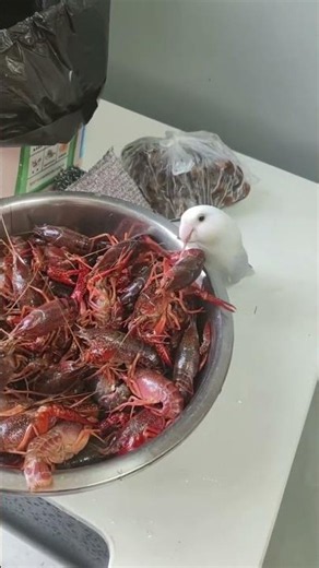 Parrot snatches crayfish leg from bowl in Jiangsu, China