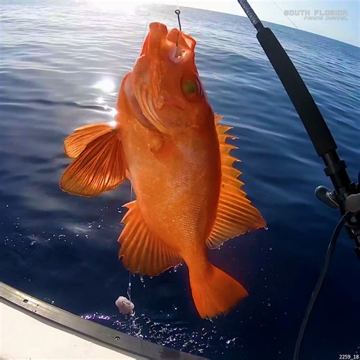 The EPIC Catches Just Kept COMING! | South Florida Fishing Channel