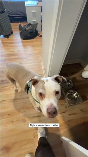 A Realistic Look at Holiday Travel With a Dog | The Dodo