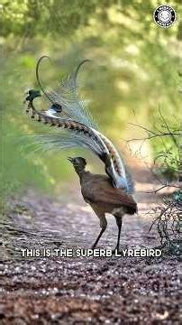 Superb Lyrebird 🐦 The Best MIMIC in Nature!