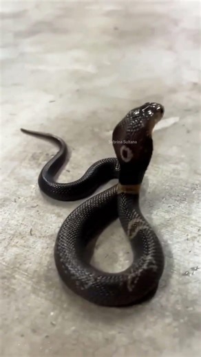 Watch the Dramatic Performance of a Cobra Snake 🐍 #naturelovers #snakevideo #wildlifeentertainment
