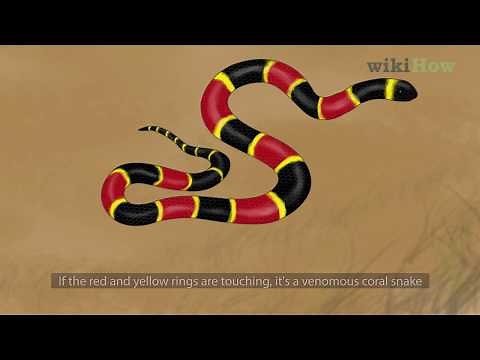 The Key Differences Between a King Snake and a Coral Snake