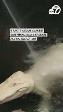 5 facts about Claude, San Francisco's famous albino alligator