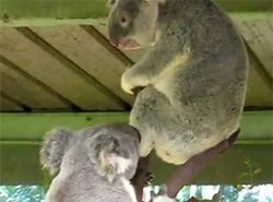 温厚そうな草食動物コアラでもやるときはやる。壮絶なるコアラバトル | カラパイア