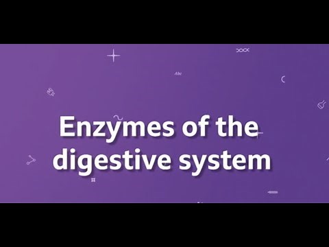Enzymes of the digestive system KS3 Biology BBC Bitesize
