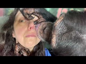 Intense Chimpanzee Grooming