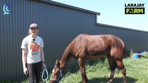 Jess Tubbs from Larajay Farm with an update on Fighter Command after returning to the farm from having life saving surgery. Harness Racing Victoria Tasracing | Campbell’s Comments