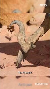 VELOCIRAPTOR HUNTING IN THE CANYON! 🦖 #shorts