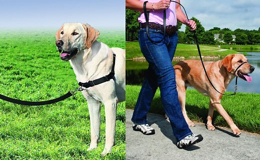 Gentle Leader vs Easy Walk Harness: Which Will Help Your Dog Walk Better?
