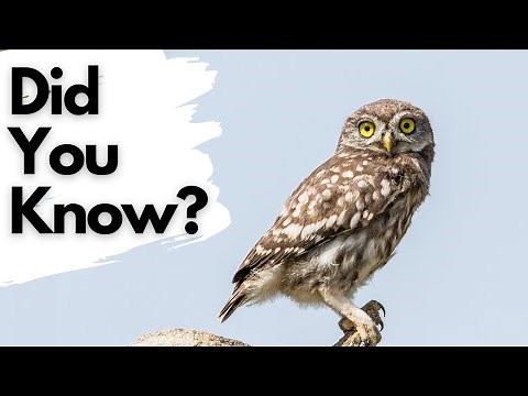 Things you need know about LITTLE OWLS!
