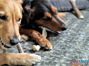 Pros & Cons Of Antlers For Dogs, Our Favorite Brands, And What You Need To Know Before Giving Them To Your Dog To Chew On!