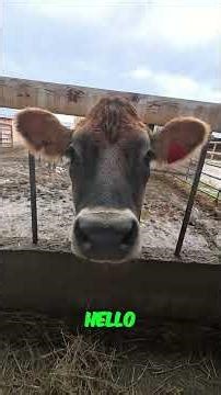 Hay Day's New Update Is WILD!