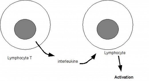 Définition | Interleukine : qu'est-ce que c'est ? | Futura santé