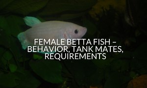 Female Betta Fish - Behavior, Tank Mates, Requirements