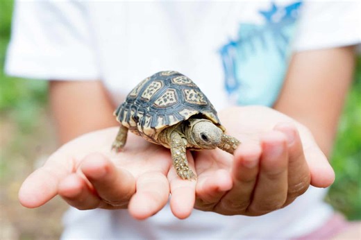 A Beginner's Guide to Owning a Pet Tortoise