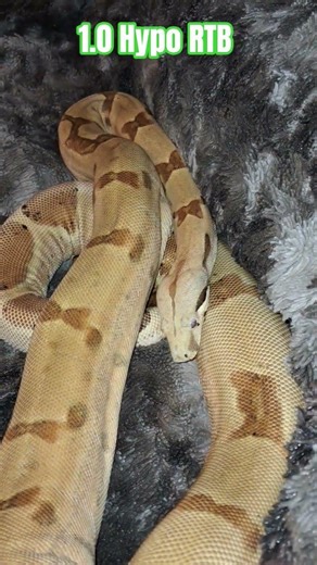 1.0 Hypo RTB #hypo #red #tail #boa #constrictor #slash #cute #cutebaby #cuteanimals #lifeisbutadream