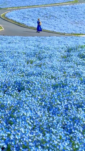 Hitachi Seaside Park, Ibaraki Japan 🇯🇵 | Japan in my eyes