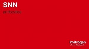 SNN antibodies from Thermo Fisher Scientific