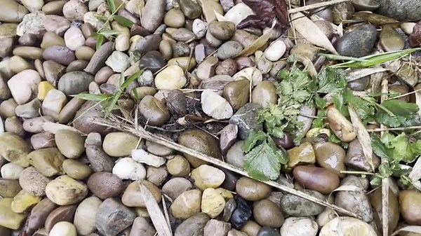 Gardener shares how to 'instantly' kill paving weeds for 'free' for good