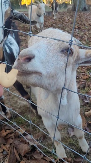 20 reactions | Our airbnb this week has goats so I had to go out and give em a little treat before heading out to work lol | Keith Barker | Facebook