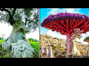 The Fascinating World of 20 Extraordinary Trees