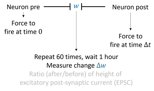 STDP - Neuroscience for machine learners