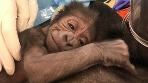 1M views · 19K reactions | Philadelphia Zoo welcomed a new addition...