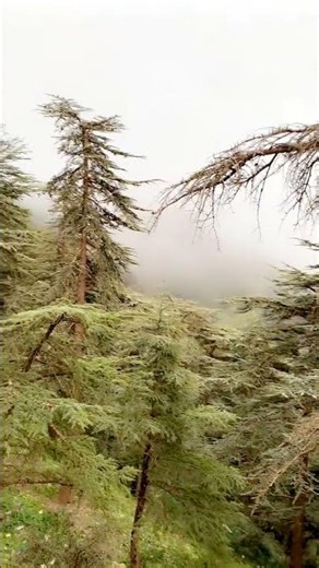 Là où les pins touchent le ciel 🌲☁️
