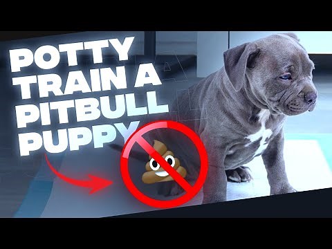 How To Potty Train A Pit Bull Puppy(Simple TIPS)