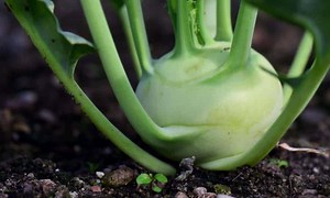 Grow Kohlrabi In Containers: 12 Step Ultimate Guide